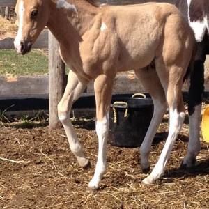 Meet your Posher, Judy-dee